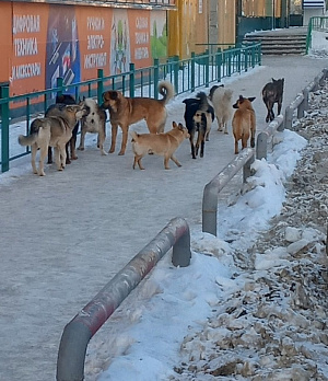 В Заксоб Оренбуржья внесли законопроект об усыплении бездомных собак
