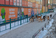 В Оренбуржье принят закон об умерщвлении бездомных животных