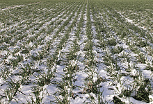 В Оренбуржье затопило 6,1 тысячи гектаров озимых зерновых культур