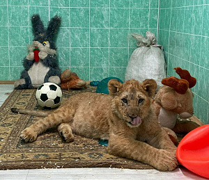 Фото: Ульяновский зоопарк